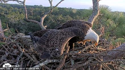 NE Florida Eagles Live Webcam - Oct 11, 2026, 7:57am EDT