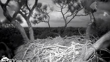 NE Florida Eagles Live Webcam - Sep 16, 2026, 7:43pm EDT