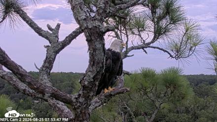 NE Florida Eagles Live Webcam - Aug 25, 2026, 7:54pm EDT