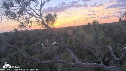 NE Florida Eagles Live Webcam - Jun 3, 2026, 8:27pm EDT