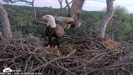 NE Florida Eagles Live Webcam - Oct 10, 2026, 7:31am EDT