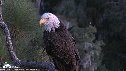 NE Florida Eagles Live Webcam - Aug 17, 2026, 6:35am EDT