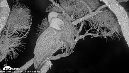 NE Florida Eagles Live Webcam - Apr 25, 2026, 8:46pm EDT