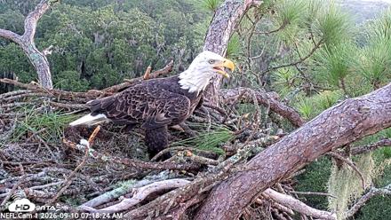 NE Florida Eagles Live Webcam - Sep 10, 2026, 7:19am EDT