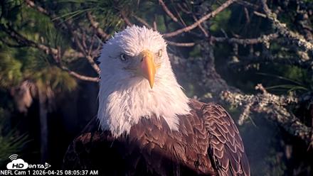 NE Florida Eagles Live Webcam - Apr 25, 2026, 8:06am EDT