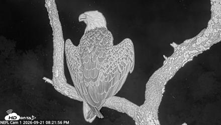 NE Florida Eagles Live Webcam - Sep 21, 2026, 8:22pm EDT