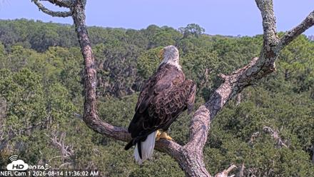 NE Florida Eagles Live Webcam - Aug 14, 2026, 11:37am EDT