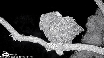 NE Florida Eagles Live Webcam - Aug 23, 2026, 8:38pm EDT