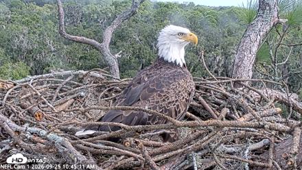 NE Florida Eagles Live Webcam - Sep 25, 2026, 10:46am EDT