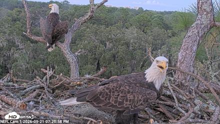 NE Florida Eagles Live Webcam - Sep 21, 2026, 7:21pm EDT