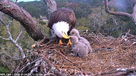 NE Florida Eagles Live Webcam - Jan 14, 2026, 7:12am EST