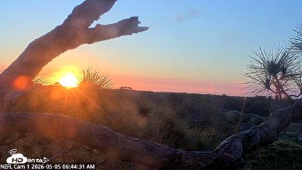 NE Florida Eagles Live Webcam - May 5, 2026, 6:45am EDT