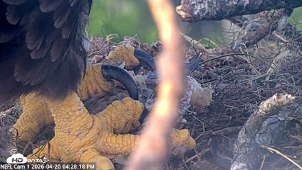 NE Florida Eagles Live Webcam - Apr 20, 2026, 4:29pm EDT