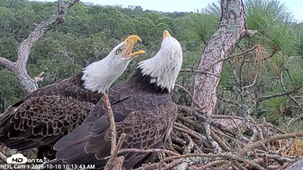 NE Florida Eagles Live Webcam - Oct 10, 2026, 10:14am EDT
