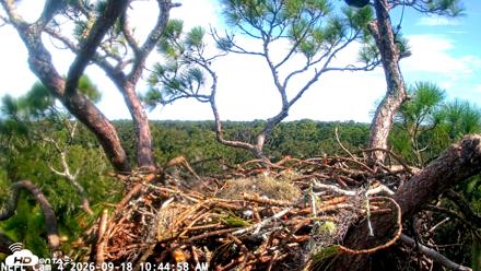NE Florida Eagles Live Webcam - Sep 18, 2026, 10:46am EDT