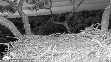 NE Florida Eagles Live Webcam - Jun 1, 2026, 8:33pm EDT