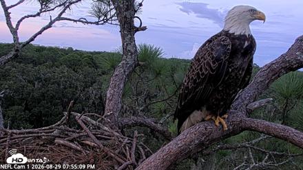 NE Florida Eagles Live Webcam - Aug 29, 2026, 7:56pm EDT