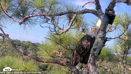 NE Florida Eagles Live Webcam - Sep 22, 2026, 9:20am EDT