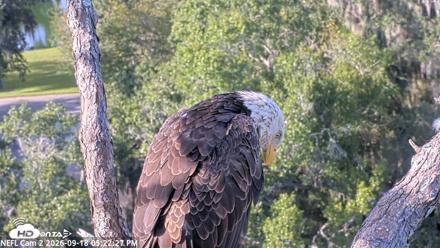 NE Florida Eagles Live Webcam - Sep 18, 2026, 5:23pm EDT