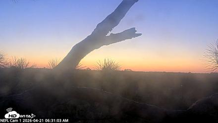 NE Florida Eagles Live Webcam - Apr 21, 2026, 6:31am EDT