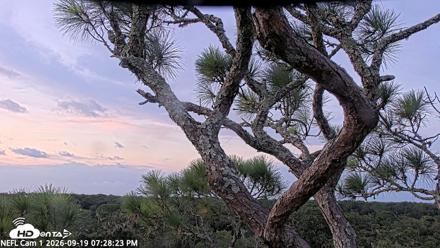 NE Florida Eagles Live Webcam - Sep 19, 2026, 7:29pm EDT