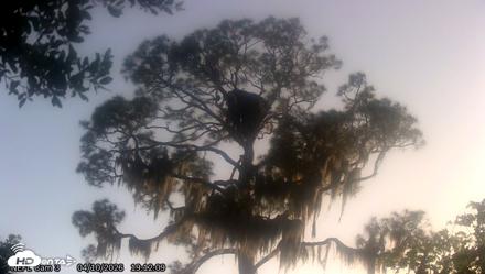 NE Florida Eagles Live Webcam - Apr 10, 2026, 7:13pm EDT