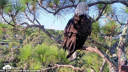 NE Florida Eagles Live Webcam - Sep 6, 2026, 8:24am EDT