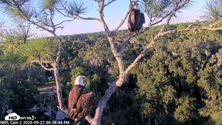 NE Florida Eagles Live Webcam - Sep 27, 2026, 6:39pm EDT