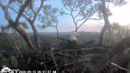 NE Florida Eagles Live Webcam - Sep 13, 2026, 6:52am EDT