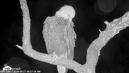 NE Florida Eagles Live Webcam - Sep 27, 2026, 6:38am EDT