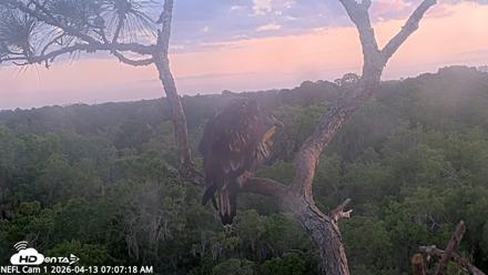 NE Florida Eagles Live Webcam - Apr 13, 2026, 7:09am EDT