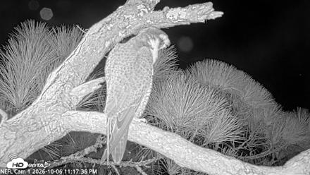 NE Florida Eagles Live Webcam - Oct 6, 2026, 11:18pm EDT