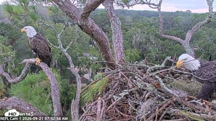 NE Florida Eagles Live Webcam - Sep 21, 2026, 7:35am EDT
