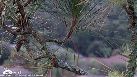 NE Florida Eagles Live Webcam - Aug 27, 2026, 6:59am EDT