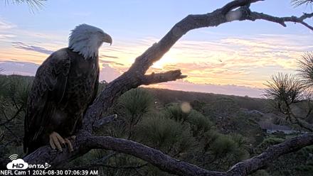 NE Florida Eagles Live Webcam - Aug 30, 2026, 7:07am EDT