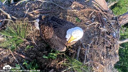 NE Florida Eagles Live Webcam - Apr 18, 2026, 8:08am EDT