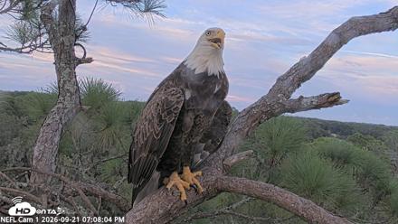 NE Florida Eagles Live Webcam - Sep 21, 2026, 7:08pm EDT