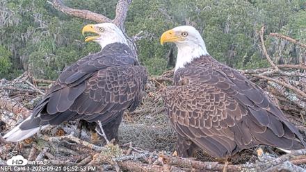 NE Florida Eagles Live Webcam - Sep 21, 2026, 6:53pm EDT