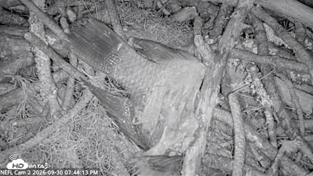 NE Florida Eagles Live Webcam - Sep 30, 2026, 7:45pm EDT