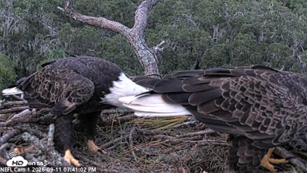 NE Florida Eagles Live Webcam - Sep 11, 2026, 7:42pm EDT