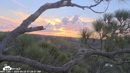 NE Florida Eagles Live Webcam - Sep 20, 2026, 7:28am EDT