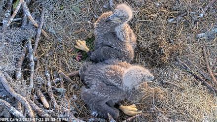 NE Florida Eagles Live Webcam - Jan 22, 2026, 5:33pm EST