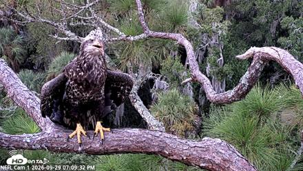 NE Florida Eagles Live Webcam - Sep 29, 2026, 7:10pm EDT