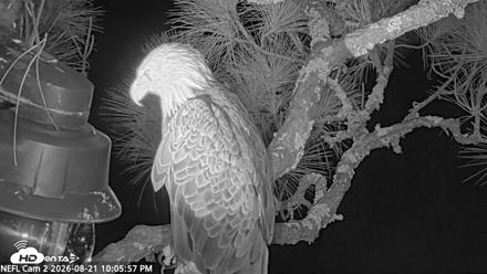 NE Florida Eagles Live Webcam - Aug 21, 2026, 10:06pm EDT