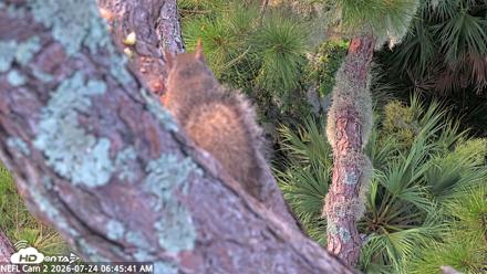 NE Florida Eagles Live Webcam - Jul 24, 2026, 6:46am EDT