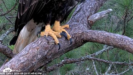 NE Florida Eagles Live Webcam - Aug 29, 2026, 7:49pm EDT