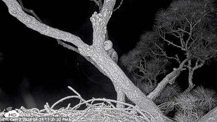 NE Florida Eagles Live Webcam - Apr 24, 2026, 11:32pm EDT