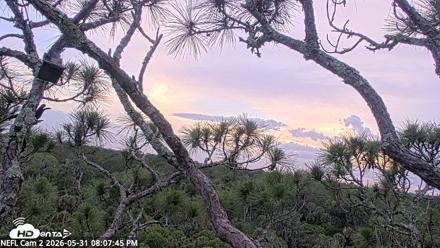NE Florida Eagles Live Webcam - May 31, 2026, 8:08pm EDT