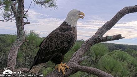 NE Florida Eagles Live Webcam - Sep 7, 2026, 9:42am EDT