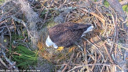 NE Florida Eagles Live Webcam - Nov 24, 2025, 10:03am EST